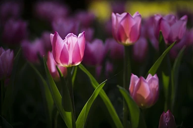 Purple Tulips Flower Wallpapers HD Download For Desktop