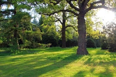 11119 Oak Tree In The Park 1920x1080 Nature Wallpapers