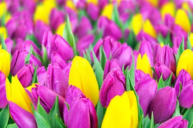 Yellow And Purple Tulips Wallpapers HD. Free Desktop Backgrounds ...