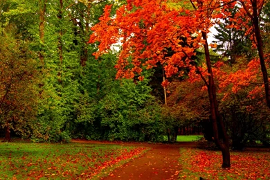 Park, Autumn, 1920x1200 HD Wallpapers And FREE Stock Photo