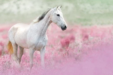 Horses Wallpapers
