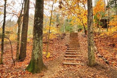 Foliage Covered Park Wallpapers