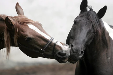 Romantic Horses Wallpapers Cute Image Colorful Picture