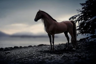 Horse Wallpapers Pictures
