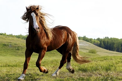 Fantastic Horse Wallpapers   HD Wallpapers