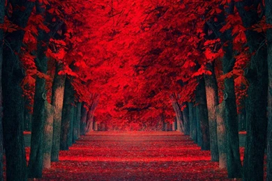 Android 960×854 wallpaper 1162