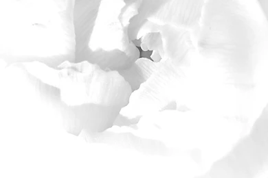 Iphone 5 White Wallpapers