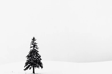 Lonely Pine Tree White Snow iPhone Wallpapers / IPod Wallpapers HD ...