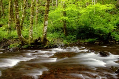 Nature, Creek, Tillamook, Gales, Forest, Oregon, State, Wallpapers ...