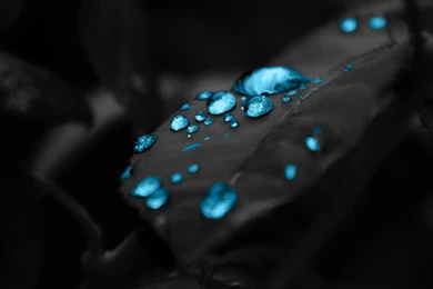 Water Drops Wallpapers Black