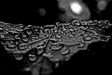 Water Drops White Wallpapers