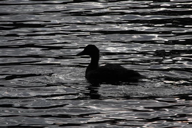 BLACK WATER BLACK DUCK WALLPAPER   (