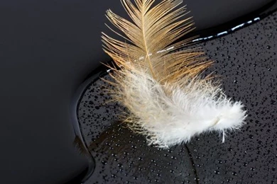 A Feather On Glossy Black Surface Covered With Water And Drops ...