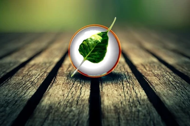 Bodhi Linux Leaf 3d Art Backgrounds Wallpapers By BillGate ...