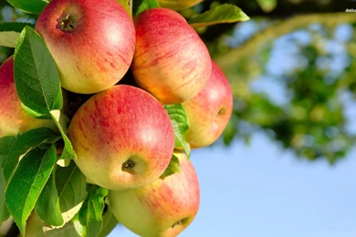 Photography HD Wallpapers, Food And Drink Backgrounds