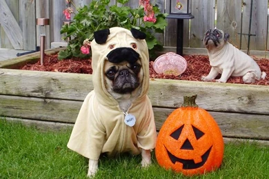 PUG WALLPAPER SCREENSAVERS BACKGROUND PHOTOS On Pinterest ...