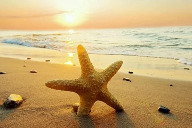 Wallpapers Murals Hawaiian