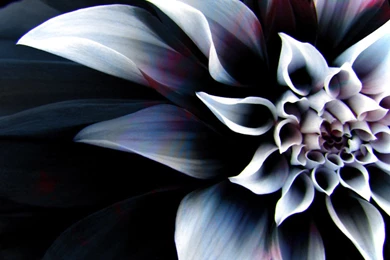 The Most Beautiful Wallpapers