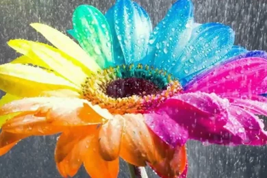 Most Beautiful Flowers Wallpapers 3d 1   YouTube