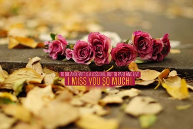 I Am Sorry Dear Miss You
