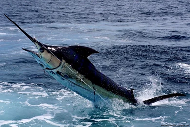 Marlin Fishing Wallpapers