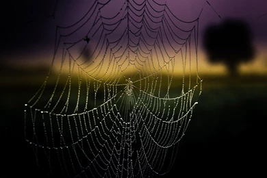 High Quality Spider Web Backgrounds Wallpapers