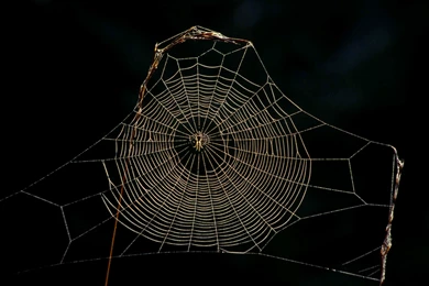 Pics, Facts, Funny Stuff About Animals & Nature Spider Web ...