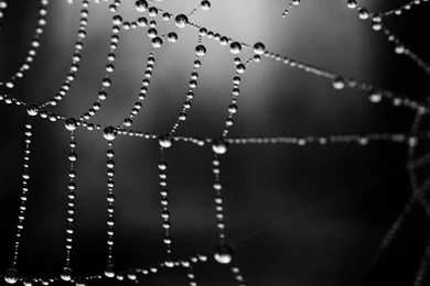 Pics, Facts, Funny Stuff About Animals & Nature Black Spider Web ...