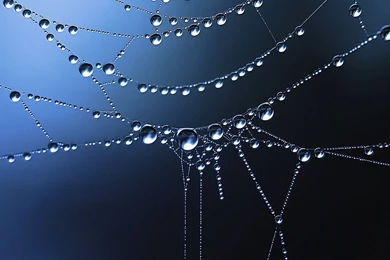 Spider Web Wallpapers For Desktop Uncalke.com