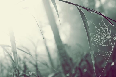 Spider Web Wallpapers