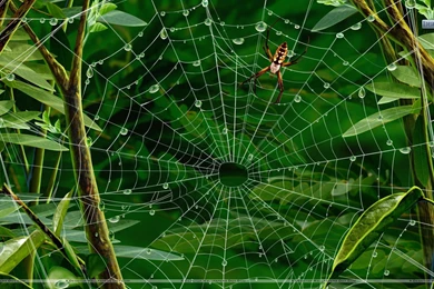 Spider Web Wallpapers