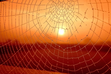 Morning Dew On A Spider Web   (