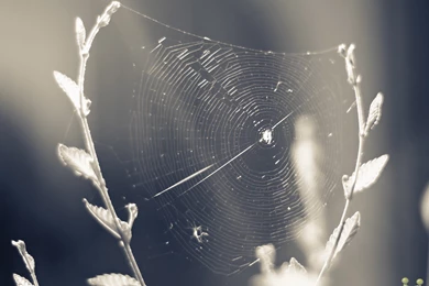 Spider Web In Jungle HD Wallpapers – HD Wallpapers Free Download