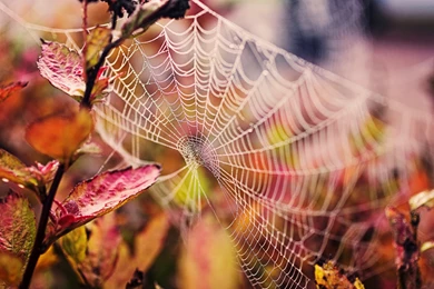 Spiderweb Wallpapers