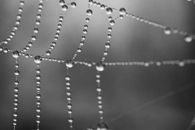 Spider Web Wallpapers