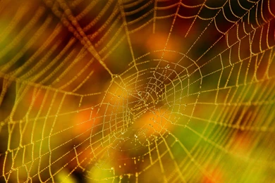 Cool Spider Web Wallpapers
