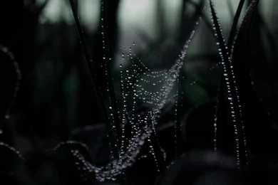 Awesome Spider Web Wall