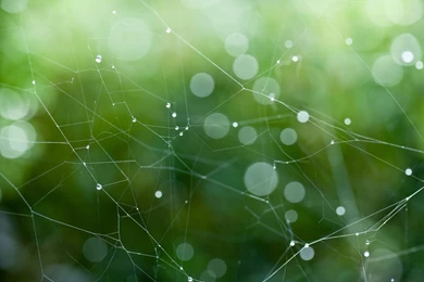Spider Web, Bokeh   HD Wallpapers