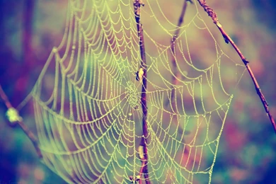 Spider Web Wallpapers Desktop   Uncalke.com