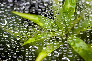 Dew On A Spider Web Photo, Nature Wallpapers – National Geographic ...