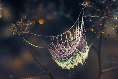 Spider Photography Web Spider Web HD Wallpapers, Desktop ...