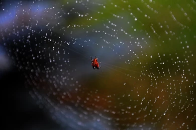 Spider Web Backgrounds