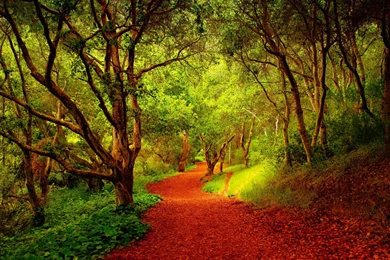 Autumn Season Trees Path In Forest HD Wallpapers StylishHDWallpapers