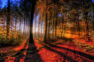 Sun Forest HD Wallpapers