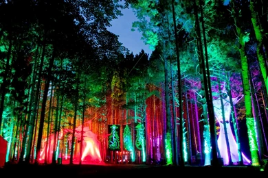Electric Forest HD Wallpapers   Deep HD Wallpapers For You