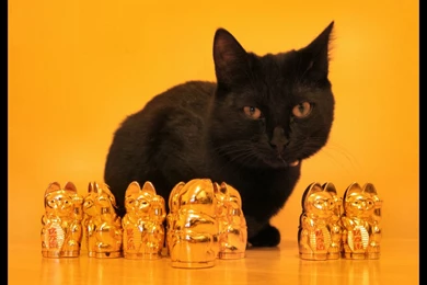 Lucky Cat? By My Villain Heart On DeviantArt