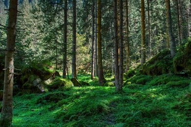 20+ Best HD Spring Forest Backgrounds Wallpapers