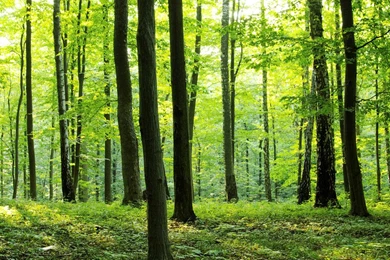 Rural Forest   Wall Mural & Photo Wallpapers   Photowall