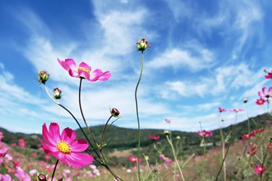 Flower Blue Sky Colour Flowers   (