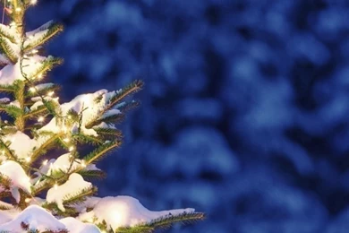 2015 Christmas Tree iPhone 6 Wallpapers   Fashion Blog